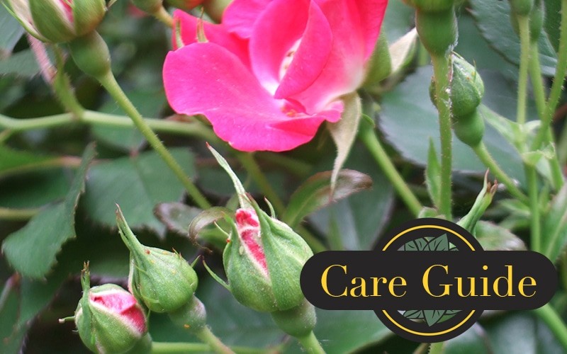 How to Grow and Care for Knock Out Roses