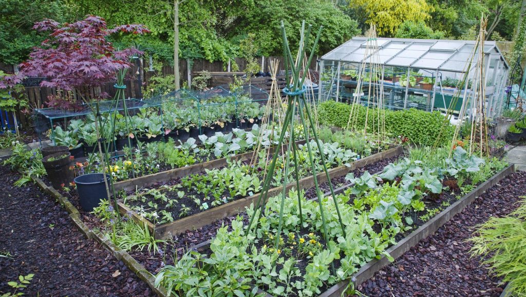 Start a Spring Vegetable Garden - Rockaway Garden Center
