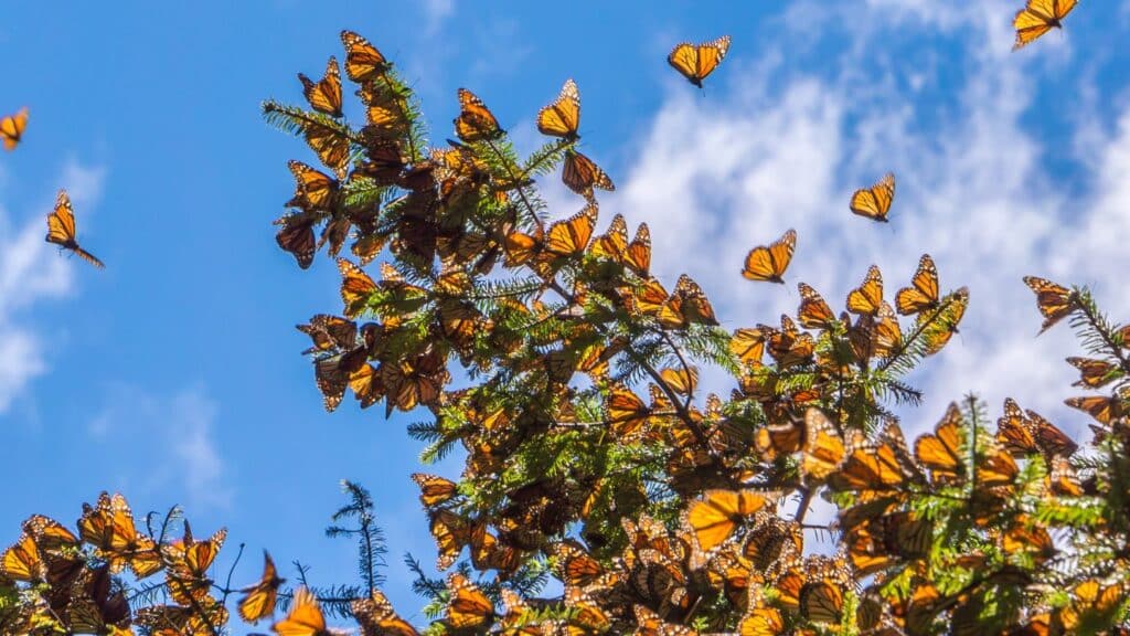 Monarch butterflies roosting