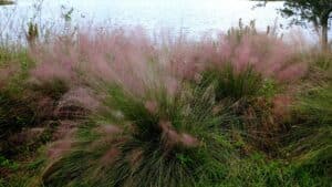 landscape design with muhly grass