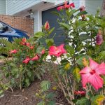Well-maintained exterior garden surrounding suburban home in Jacksonville, FL